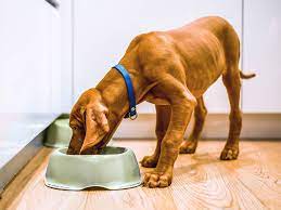 Old Vizsla