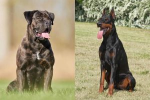 Cane Corso and Doberman Pinscher Mix