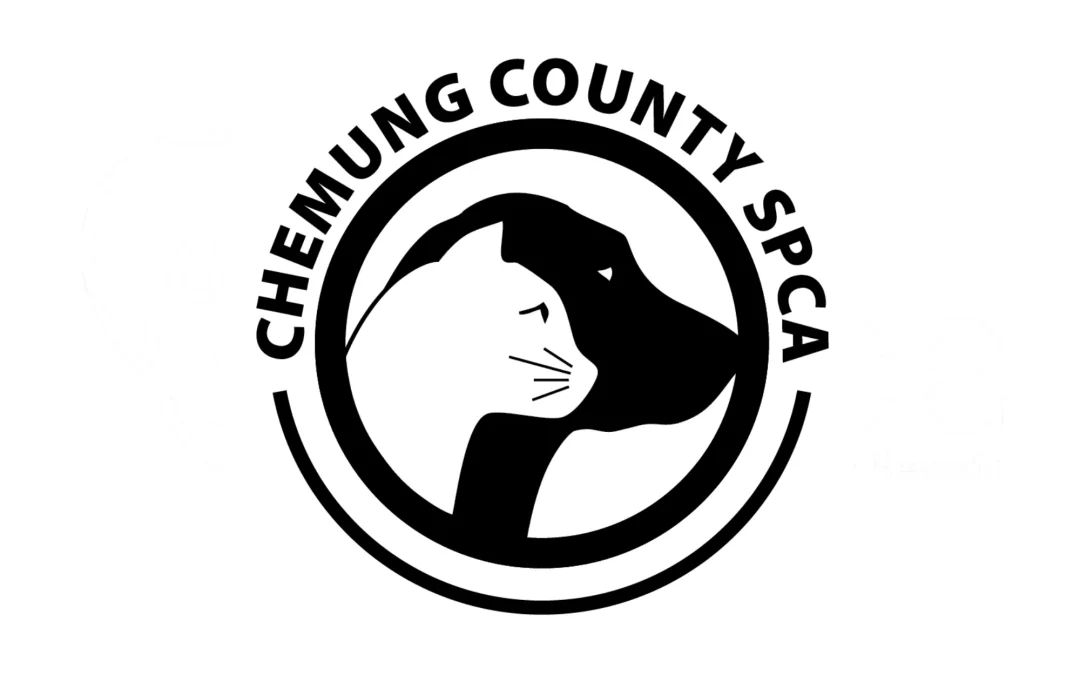 Chemung County SPCA: Saving Lives, One Paw at a Time