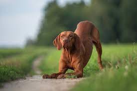 Old Vizsla