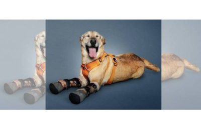 Pay De Limon: From Cartel Victim To America’s Favorite Pet