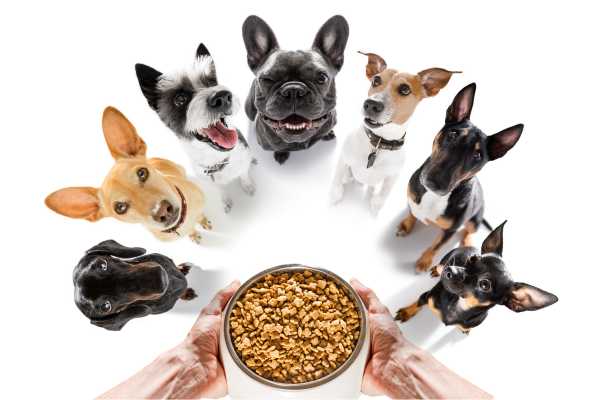 Sensitive Stomach Dog Food