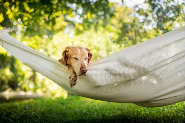 Finding A New Home For Fido: Tips And Resources For Rehoming Your Dog