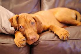 Old Vizsla