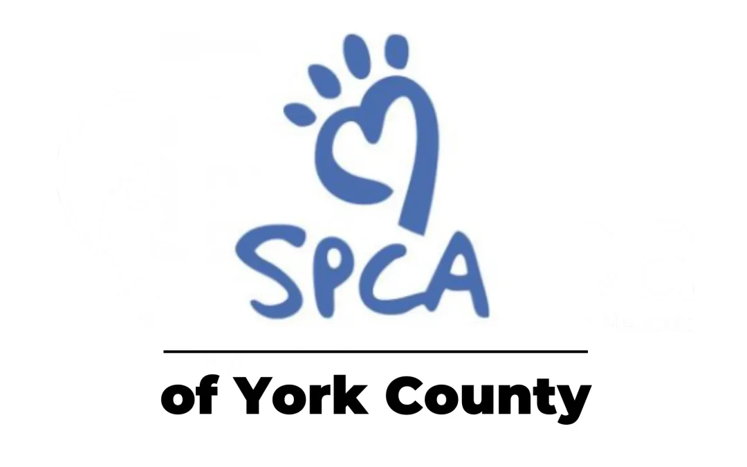 York County SPCA: Advocating for Animal Rights