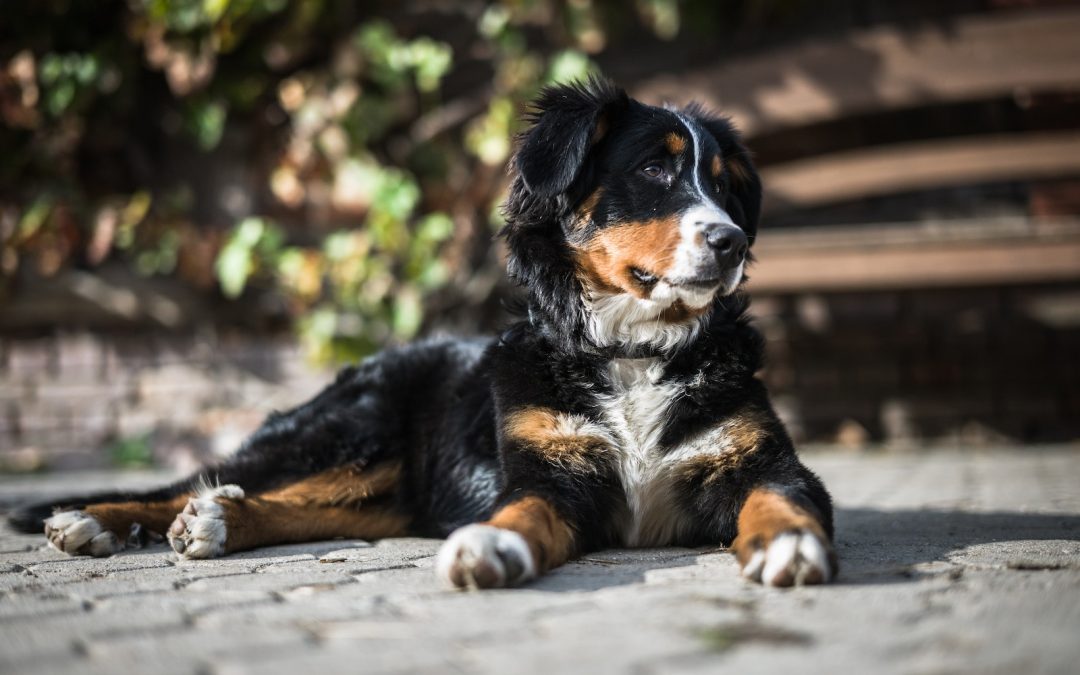Aussie Bernese: A Unique Blend of Australian Shepherd and Bernese Mountain Dog