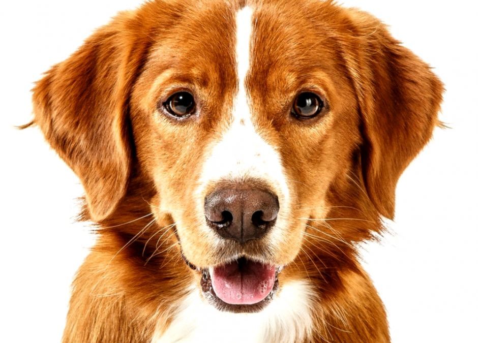 “Discover the Endearing Charm of Dog Faces: Unleashing Joy and Unconditional Love”