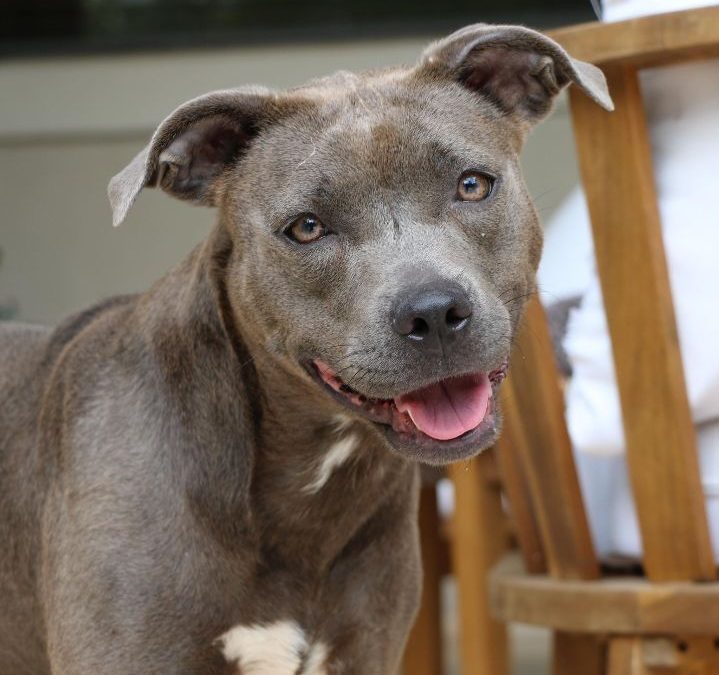 Niagara SPCA: Empowering Lives and Creating Bright Futures for Animals in Need!