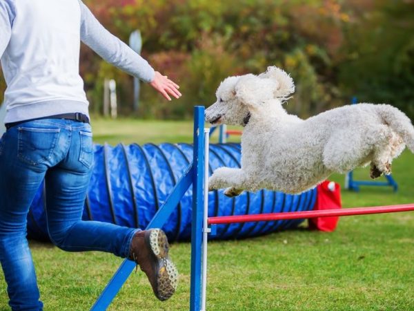 amantes de los perros