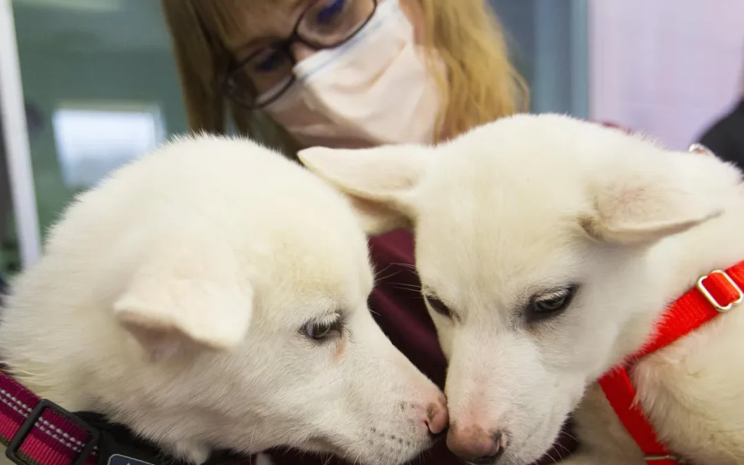 SPCA Titusville: Empower Lives and Create Lasting Happiness for Animals in Need!