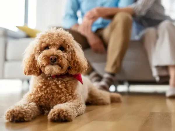 Amante de los perros