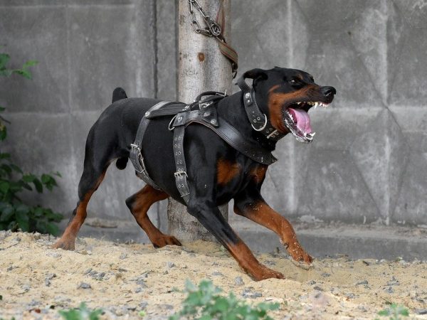 Chien guerrier