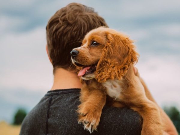 hypoallergenic breeds dog
