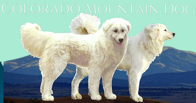 Colorado Mountain Dog: The Mountain Dog with a Heart of Gold