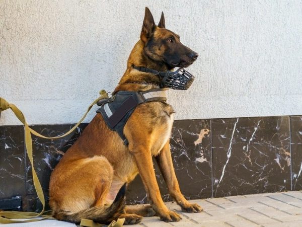Chien guerrier