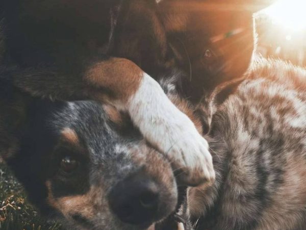 Australian Cattle Dog 