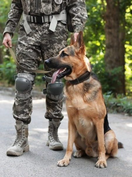 Chien guerrier