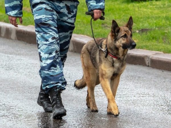 Chien guerrier