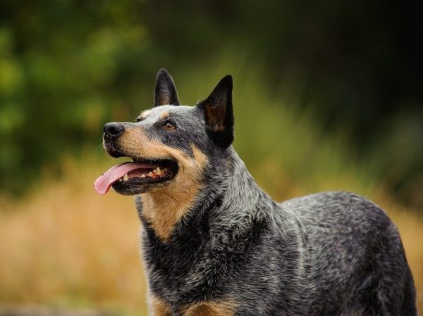Australian Cattle Dog 
