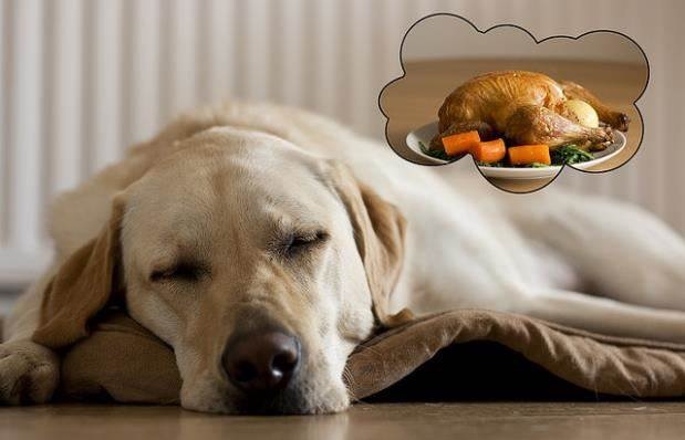 dogs dream