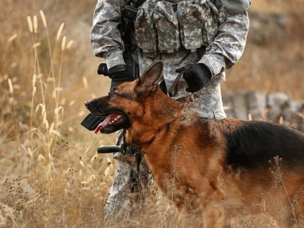 Chien guerrier