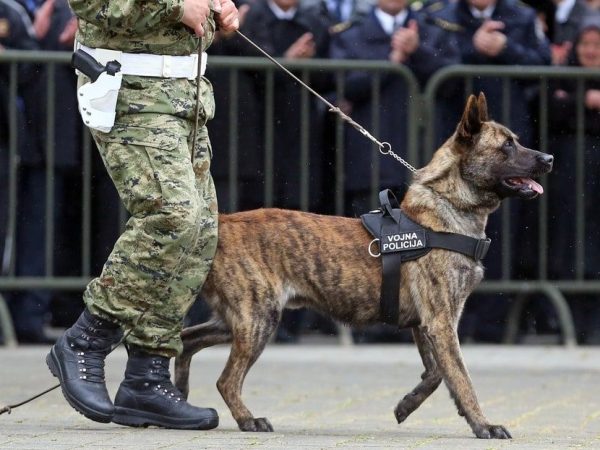 Chien guerrier