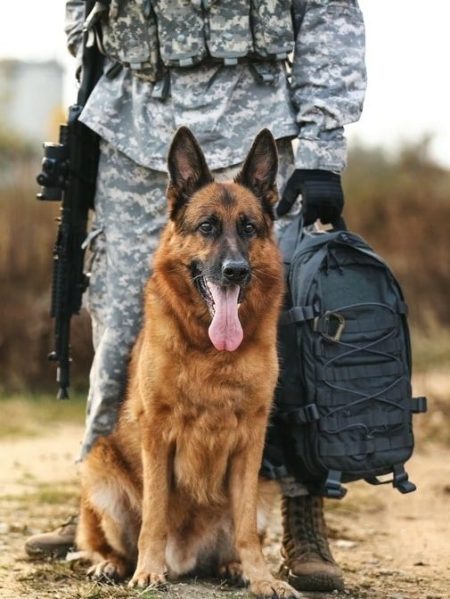 Chiens guerriers<br />
