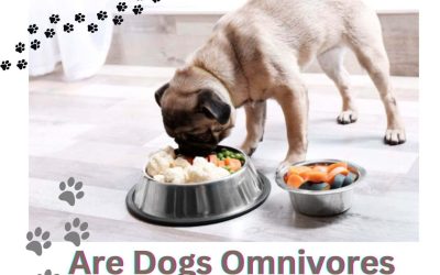 Are Dogs Omnivores