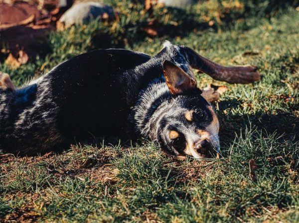 Austrailan dog
