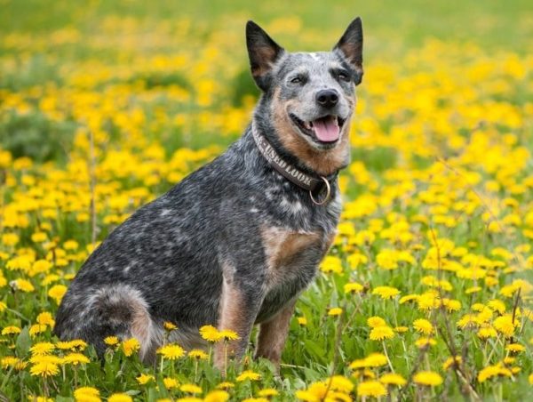 Australian Cattle Dog