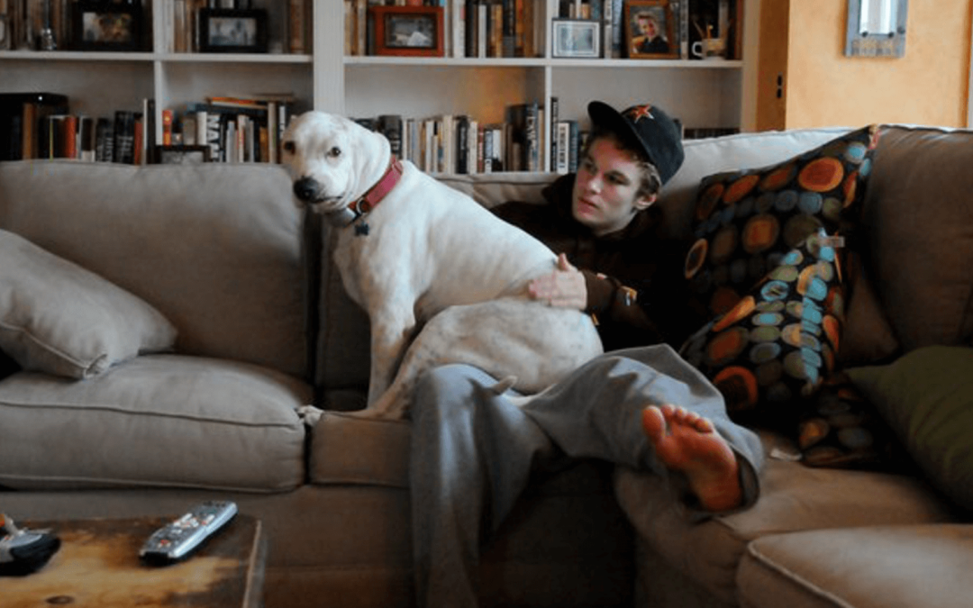 What Is A Bait Dog