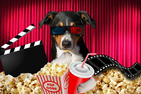 Best Dog Movies