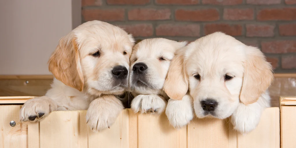 Why Do Dogs Whine