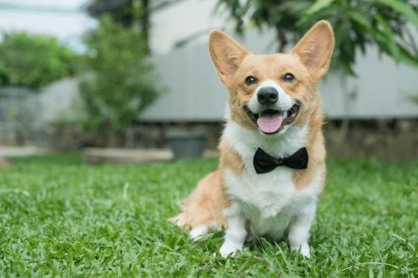 Bow Tie Dog Collar