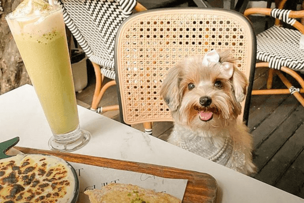 Brunch Dog Friendly
