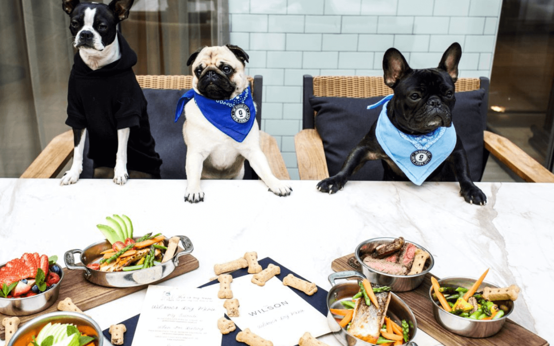 Brunch Dog Friendly