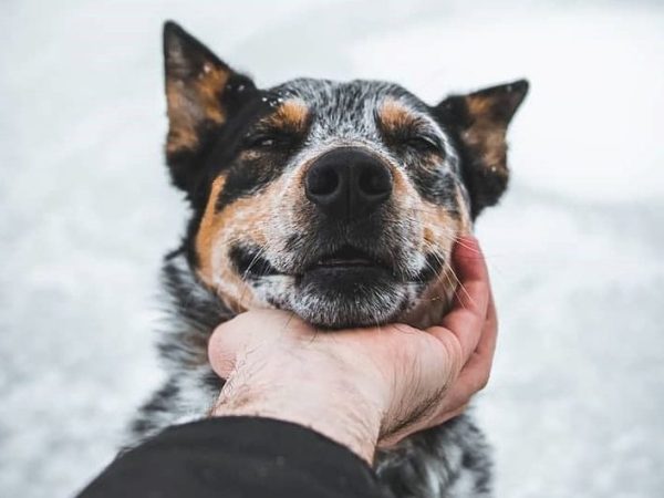 Australian Cattle Dog 