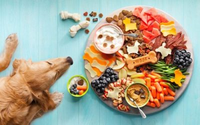 Effective Calming Treats for Dogs
