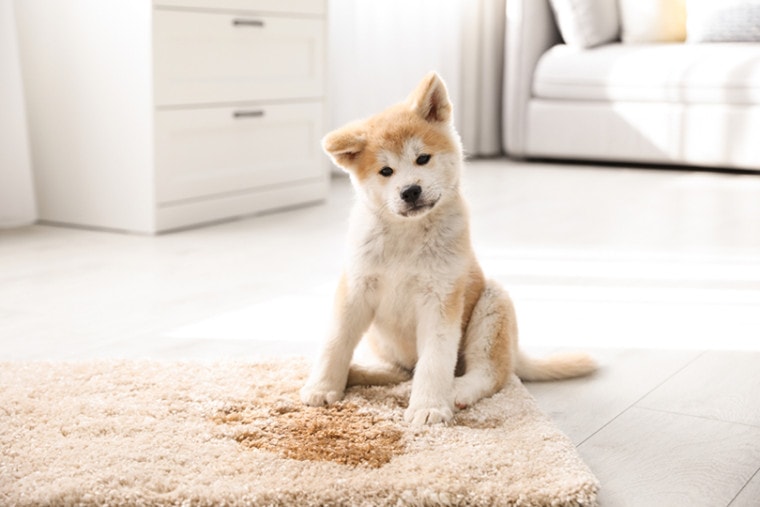 Doggie DIY Disasters