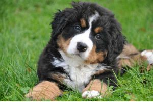 Canis lupus familiaris
