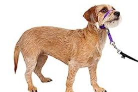 Gentle Leader Head Dog Collar