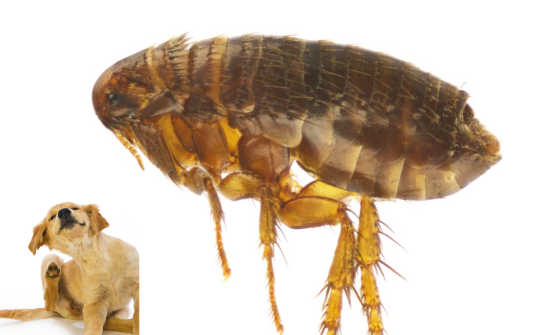 What Kills Fleas On Dogs Instantly