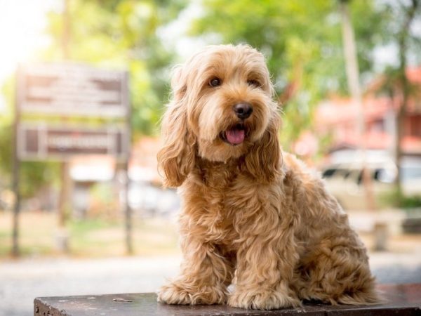 cocker spaniel poodle mix