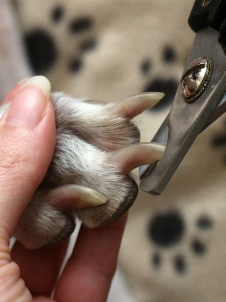 dog safty