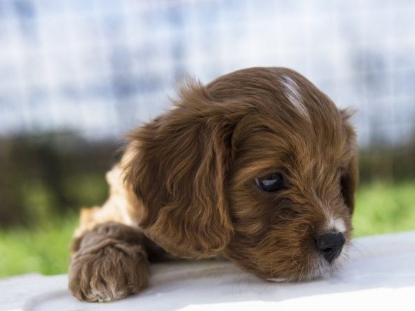 hypoallergenic breeds dog