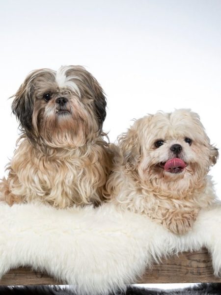 Hypoallergenic Breeds Dog