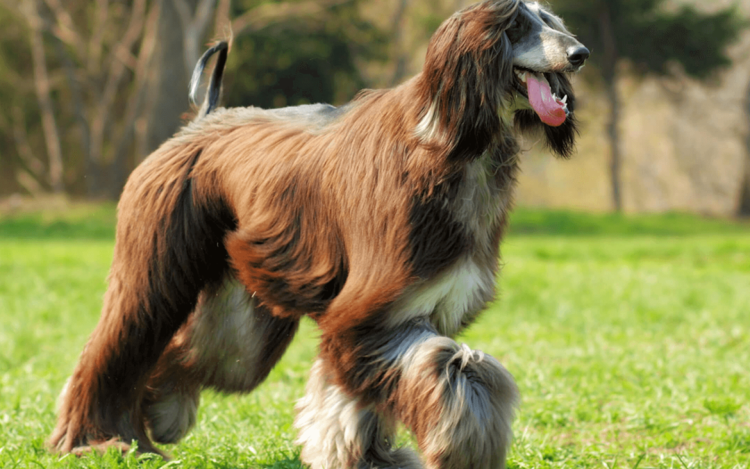 Big Hypoallergenic Dogs