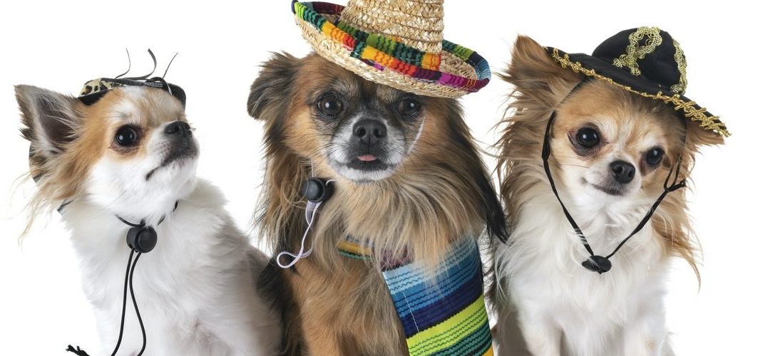Dogs In Spanish: Speak Spanish to Your Dog