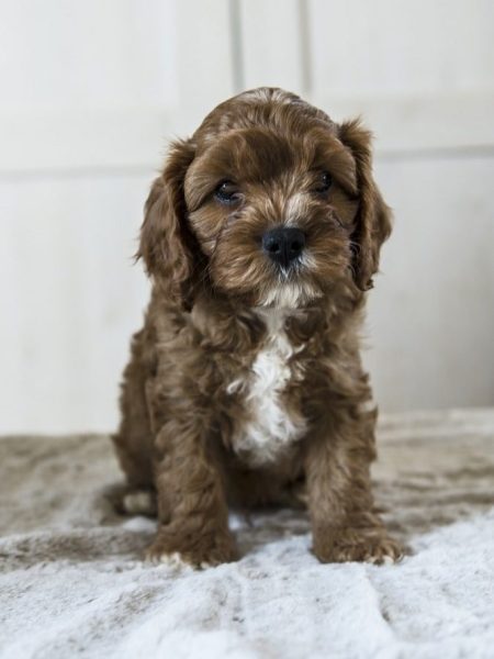 hypoallergenic breeds dog