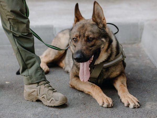 Chien guerrier